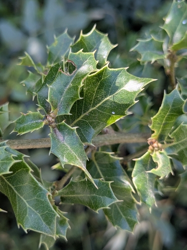 Quercus calliprinos (Sendian) — photo