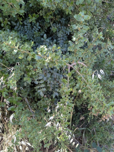 Quercus calliprinos (Sendian) — photo