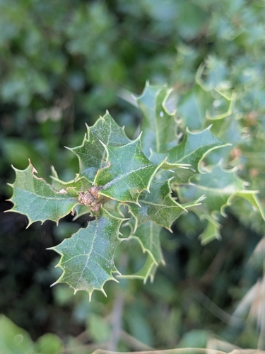 Quercus calliprinos