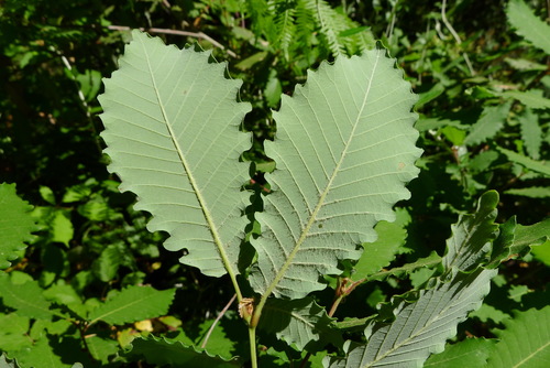 Quercus canariensis (Algerian oak) — photo