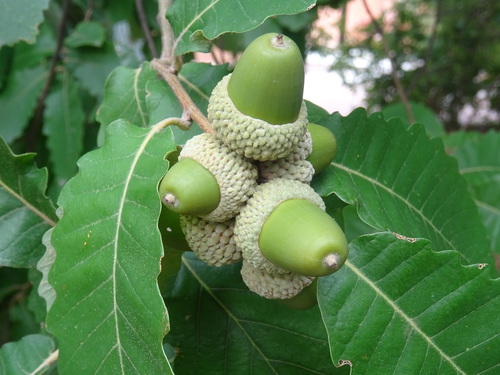 Quercus canariensis (Algerian oak) — photo