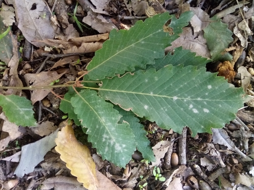 Quercus canariensis