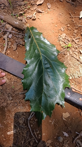 Quercus candicans (Red oak) — photo