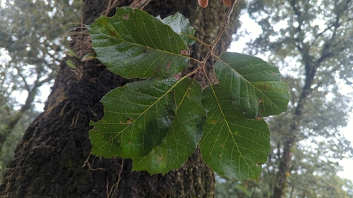 Quercus candicans (Red oak) — photo