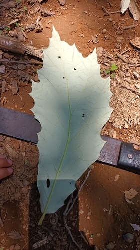 Quercus candicans
