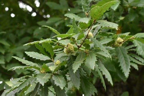 Quercus castaneifolia (Chestnut-leaved oak) — photo