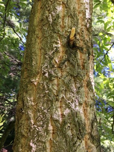 Quercus castaneifolia (Chestnut-leaved oak) — photo