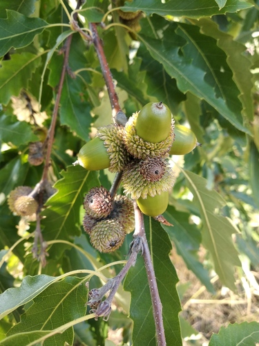 Quercus castaneifolia