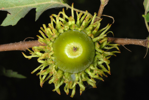 Quercus cerris (Turkey Oak) — photo