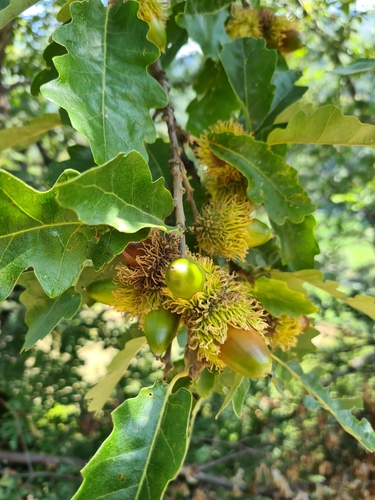 Quercus cerris (Turkey Oak) — photo