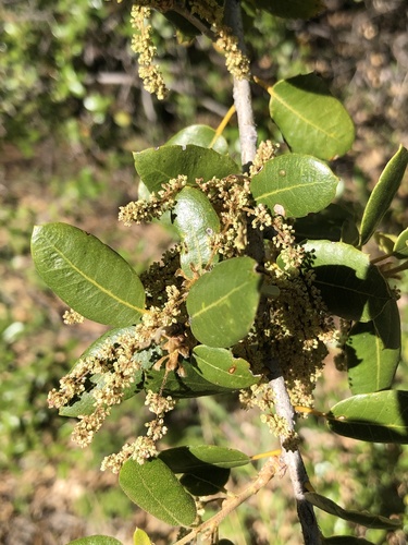 Quercus chrysolepis (Canyon Oak) — photo