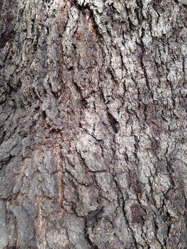 Quercus chrysolepis (Canyon Oak) — photo