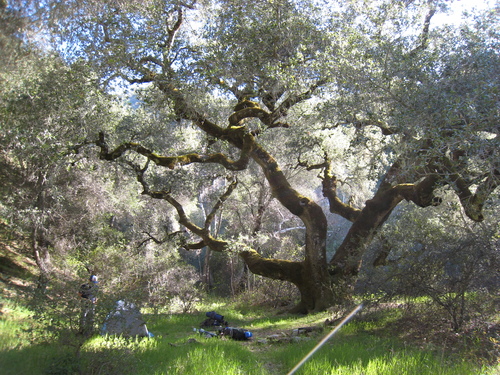 Quercus chrysolepis