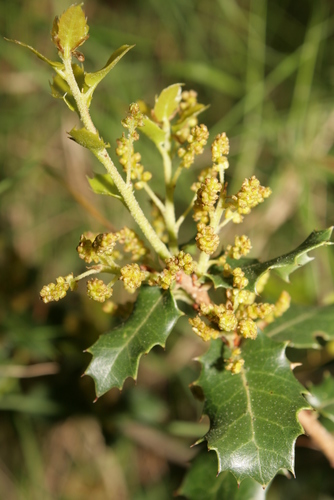 Quercus coccifera (Kermes Oak) — photo