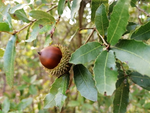 Quercus coccifera (Kermes Oak) — photo
