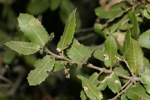 Quercus coccifera
