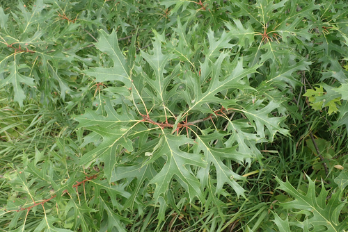 Quercus coccinea (Scarlet oak) — photo
