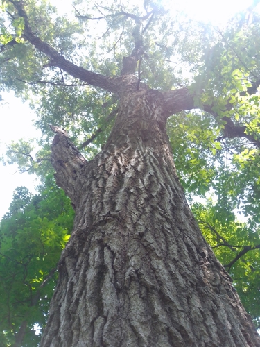 Quercus coccinea (Scarlet oak) — photo