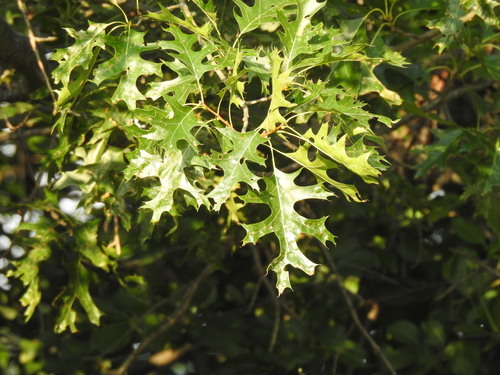 Quercus coccinea