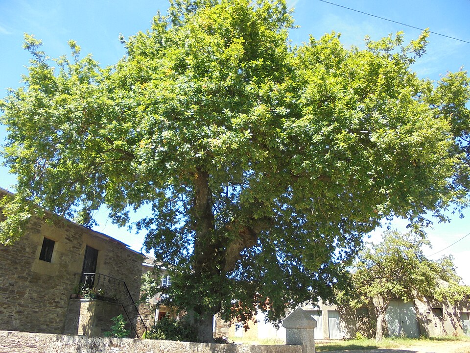 Quercus cornea