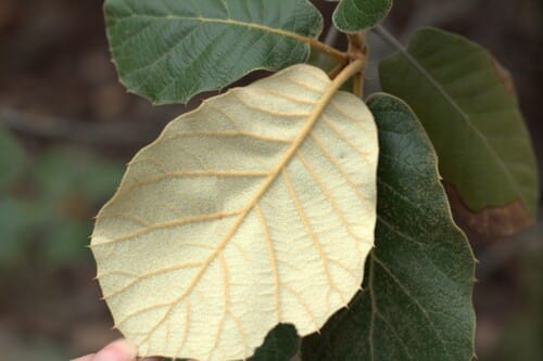 Quercus crassifolia — photo