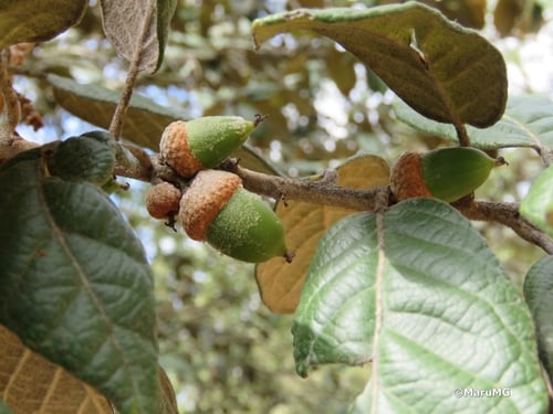 Quercus crassifolia