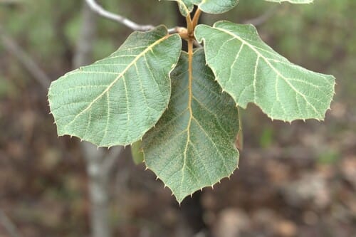 Quercus crassifolia — photo
