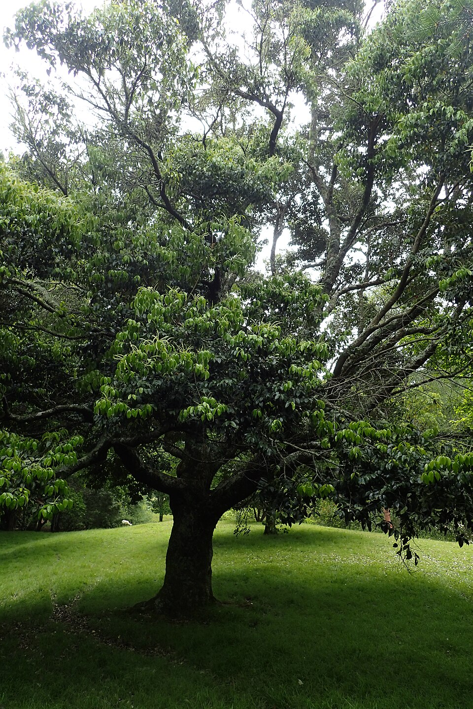 Quercus cuspidata