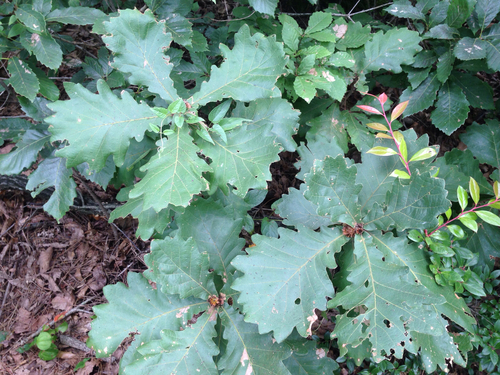 Quercus dentata (Japanese emperor oak) — photo