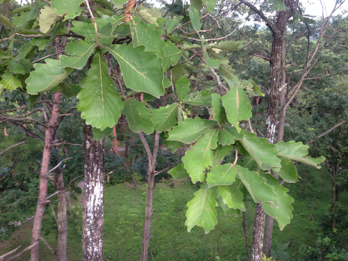 Quercus dentata (Japanese emperor oak) — photo