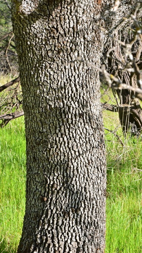 Quercus douglasii (Blue oak) — photo