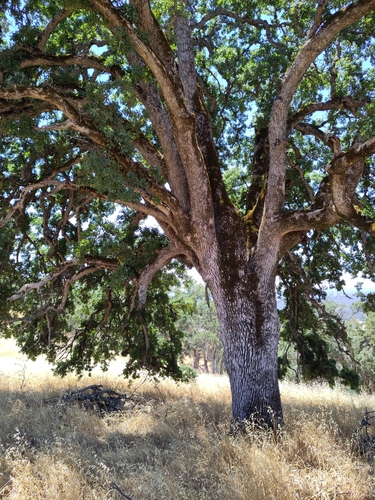 Quercus douglasii (Blue oak) — photo
