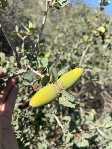 Quercus dumosa (California scrub oak) — photo