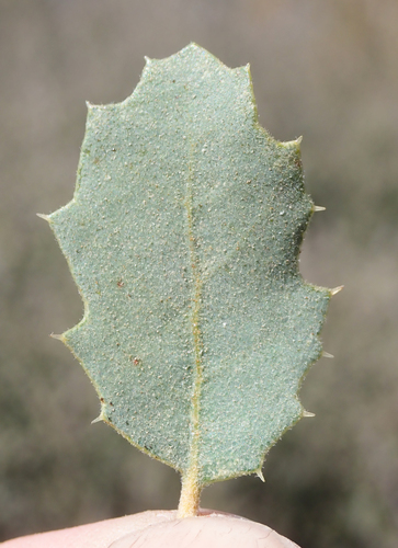Quercus dumosa var. revoluta (California scrub oak) — photo