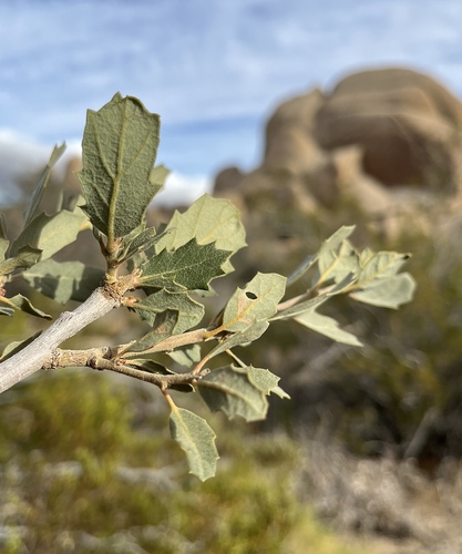 Quercus dumosa var. revoluta