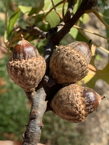 Quercus ellipsoidalis (Northern Pin Oak) — photo