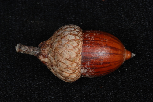 Quercus ellipsoidalis (Northern Pin Oak) — photo