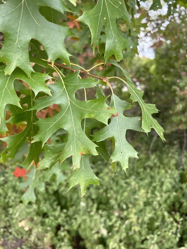 Quercus ellipsoidalis