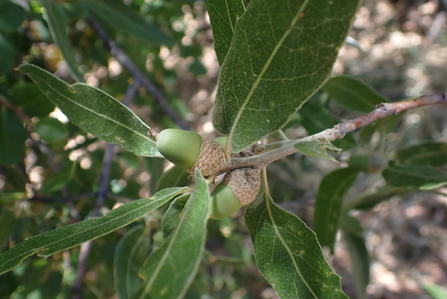 Quercus emoryi (Emory Oak) — photo
