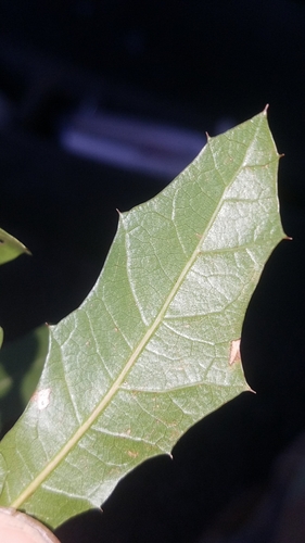 Quercus emoryi (Emory Oak) — photo