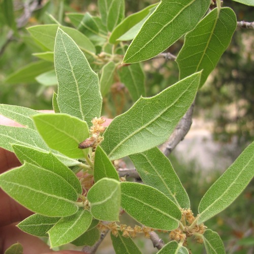 Quercus emoryi
