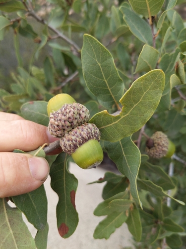 Quercus engelmannii (Evergreen oak) — photo