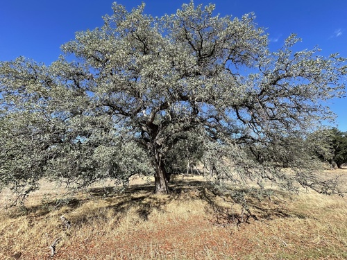 Quercus engelmannii (Evergreen oak) — photo