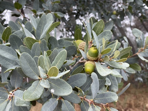 Quercus engelmannii