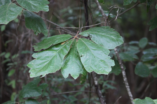 Quercus falcata (Southern red oak) — photo