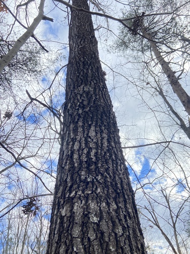 Quercus falcata (Southern red oak) — photo