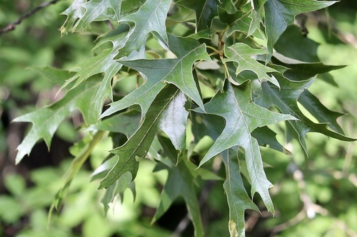 Quercus falcata