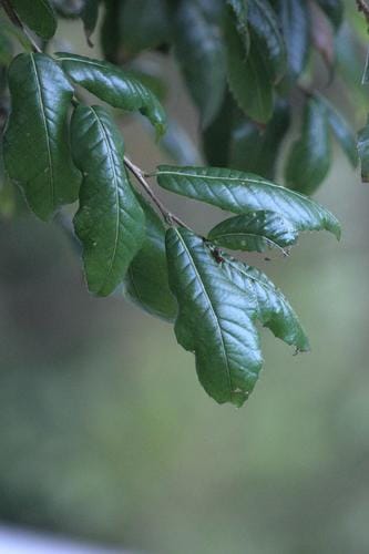 Quercus floribunda (Green oak) — photo