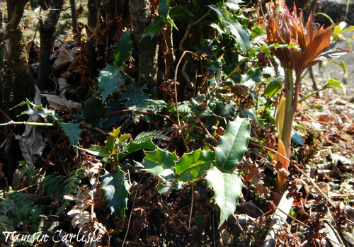 Quercus floribunda