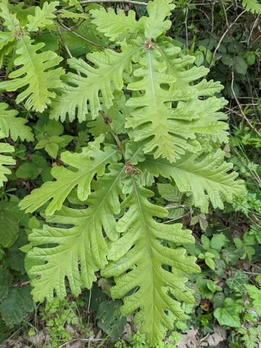 Quercus frainetto